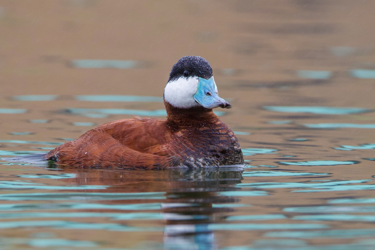 Ruddy Duck - Braxton Landsman