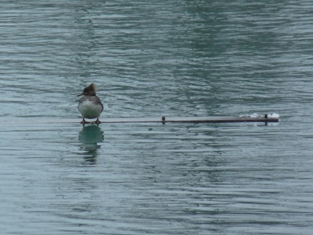 Hooded Merganser - ML545048101