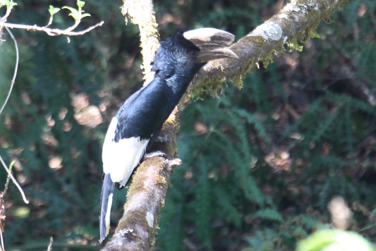 Black-and-white-casqued Hornbill - ML545048131