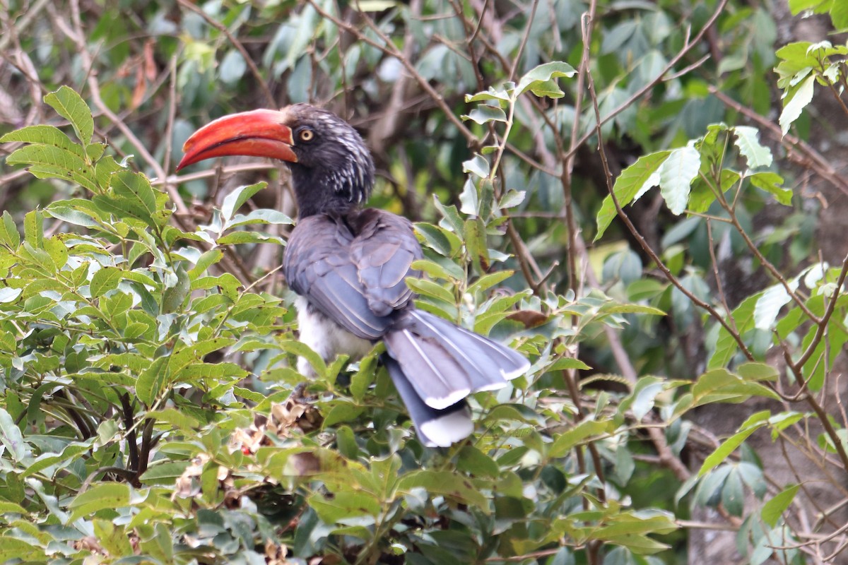 Crowned Hornbill - ML545048291