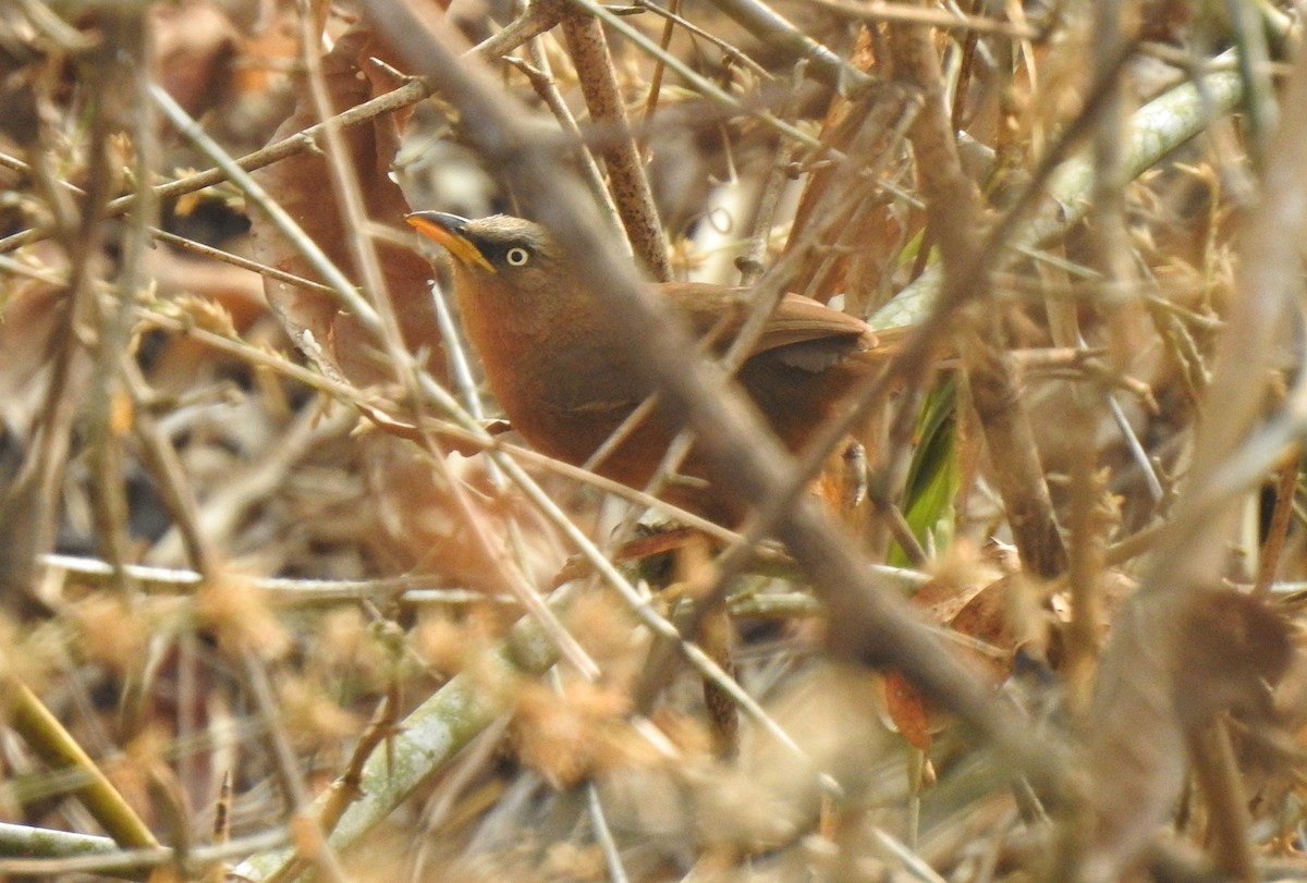 Rufous Babbler - ML545049071