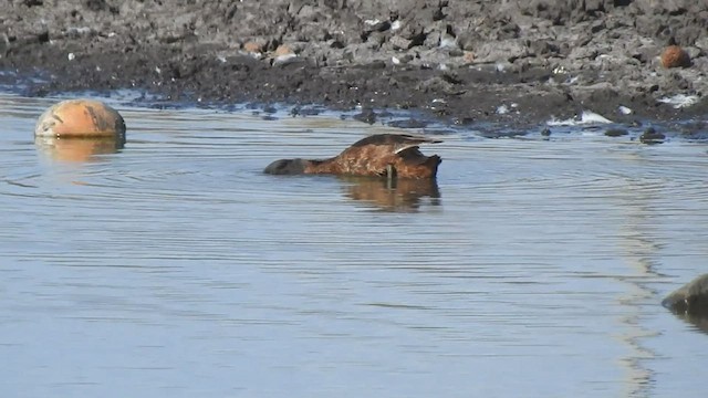 Black-headed Duck - ML545049481