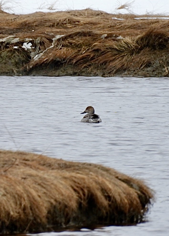 Northern Pintail - Donna Reis