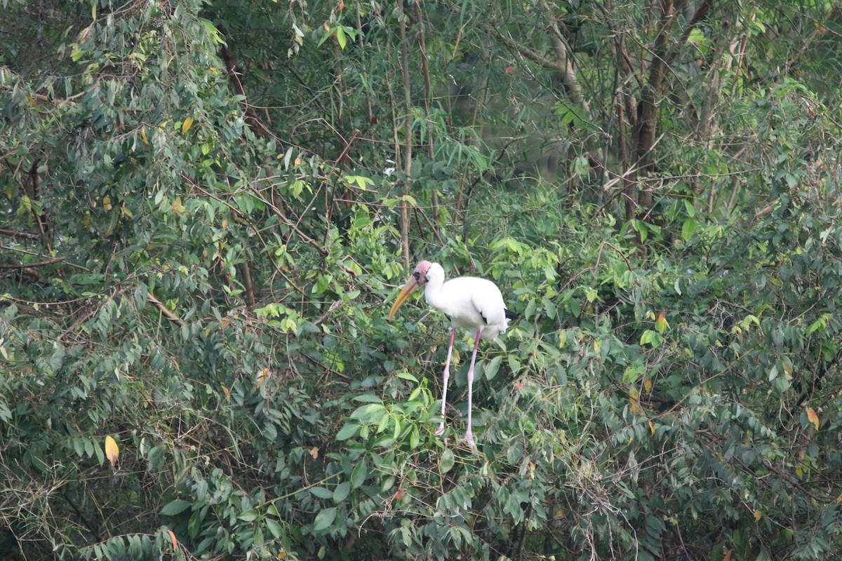 malaystork - ML545051091