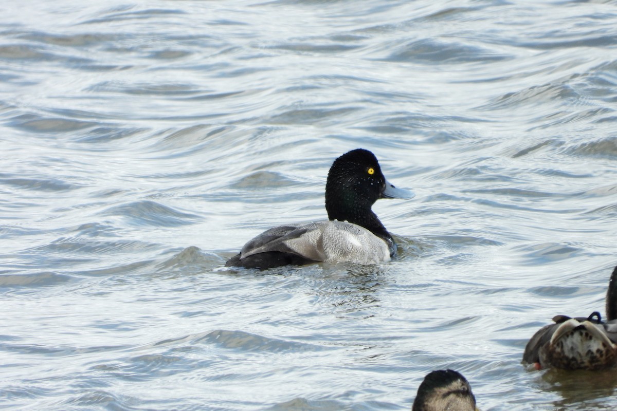 Greater Scaup - ML545051601