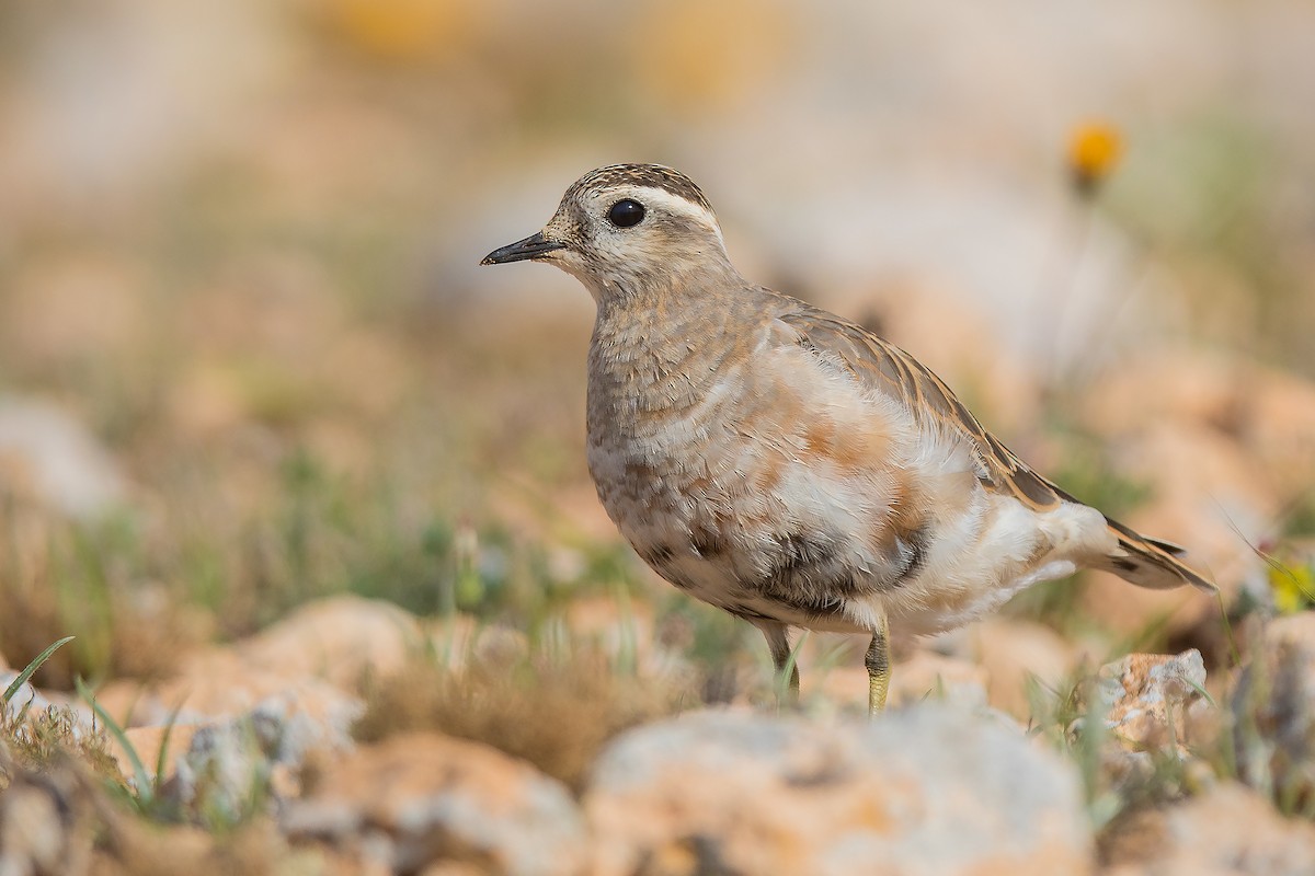 Eurasian Dotterel - ML545051641