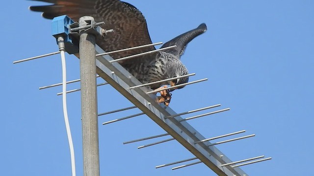 Plumbeous Kite - ML545052351