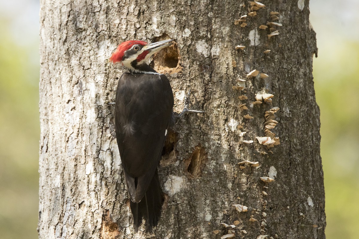 Pileated Woodpecker - ML545053291