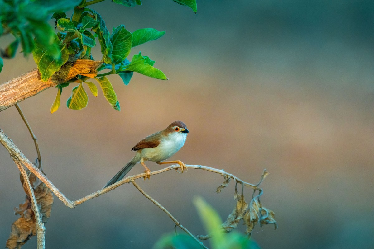 Yellow-eyed Babbler - ML545053621