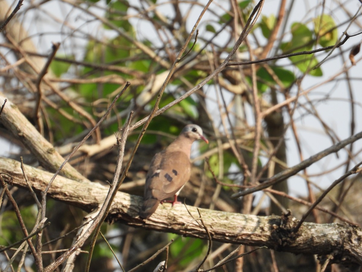 Blue-spotted Wood-Dove - ML545053631