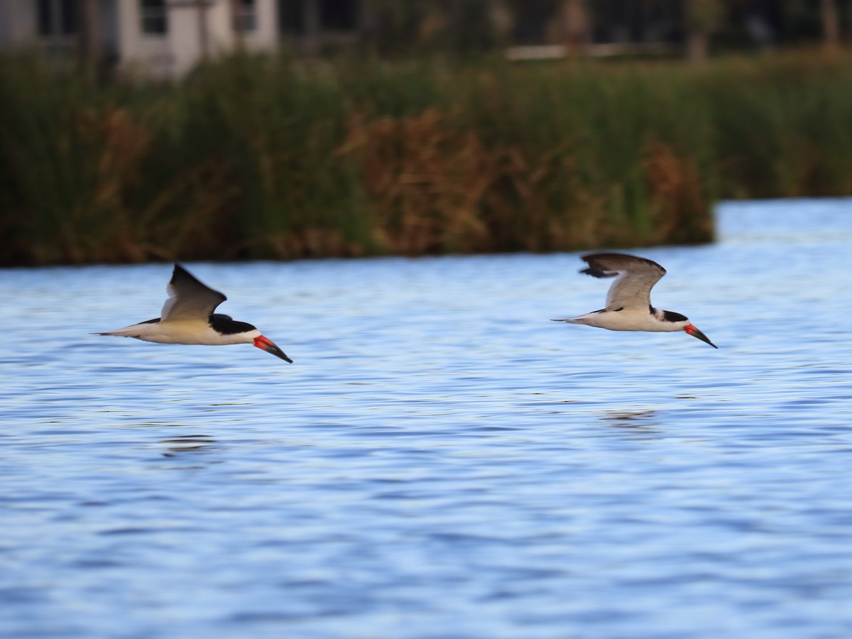 Black Skimmer - ML54505371