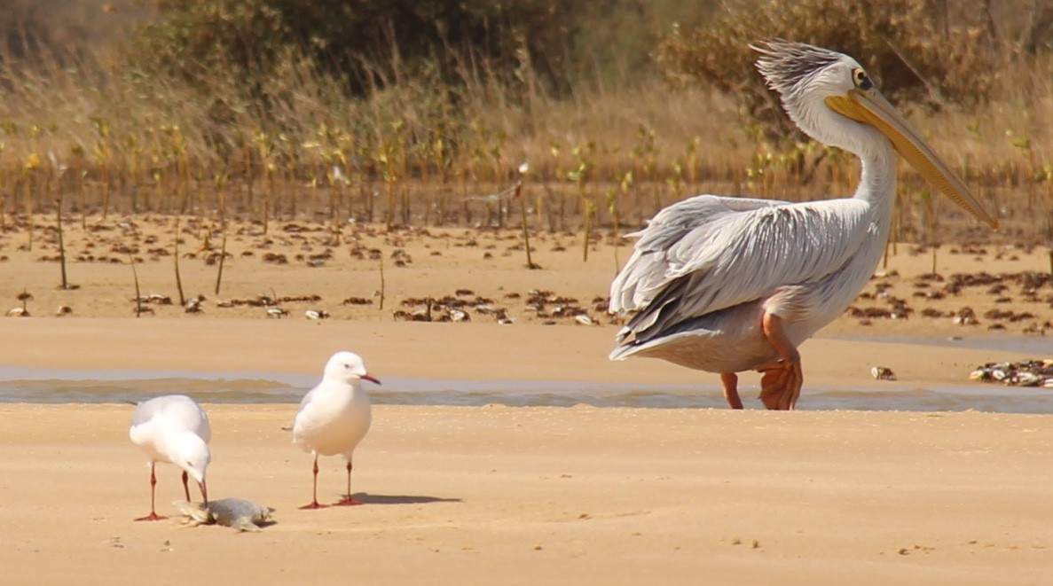 Pink-backed Pelican - ML54505381