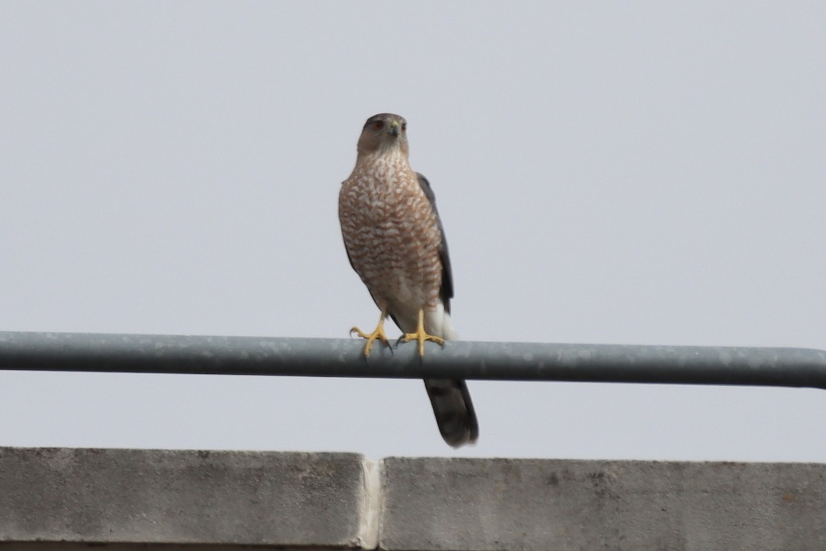 Cooper's Hawk - ML545054751