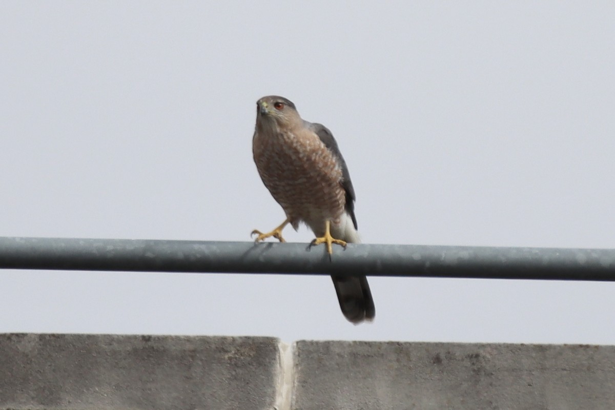 Cooper's Hawk - ML545054761