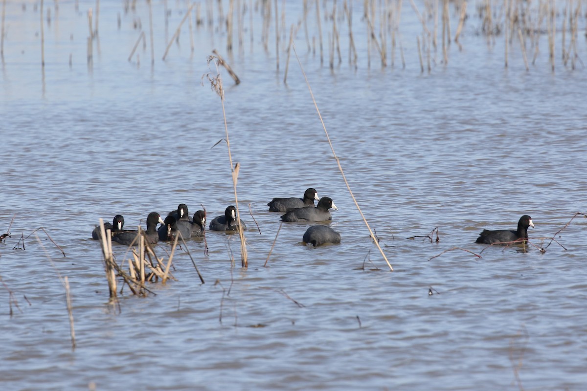 American Coot - ML545054781