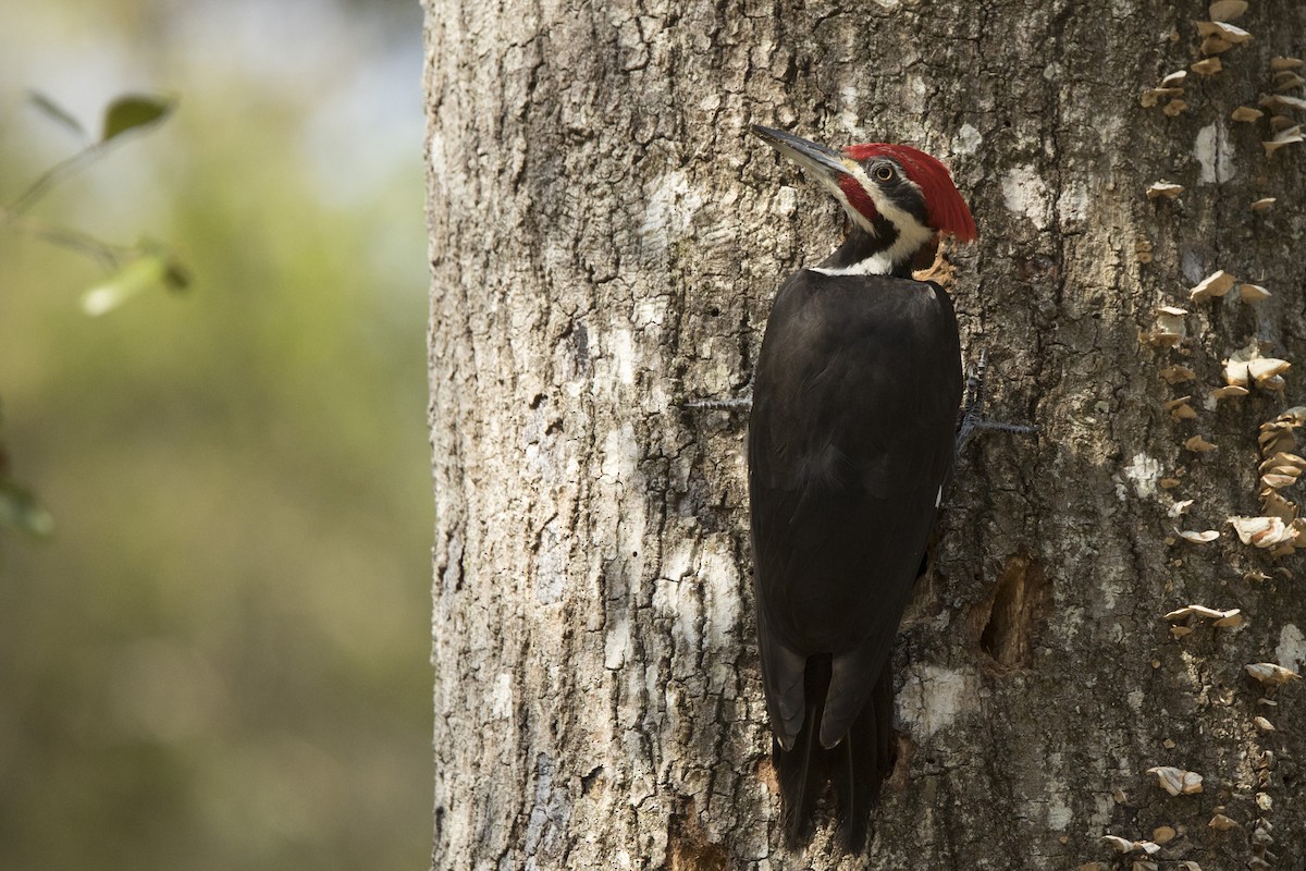 Pileated Woodpecker - ML545054851