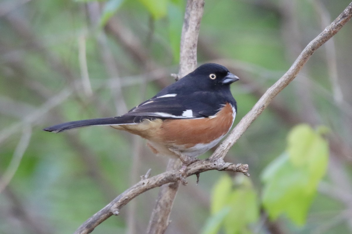 Eastern Towhee (White-eyed) - ML545054861