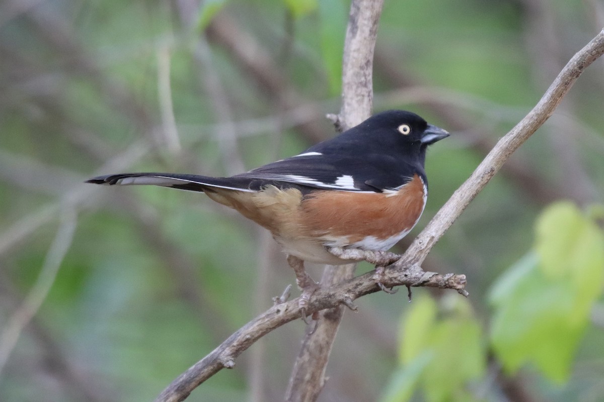 Eastern Towhee (White-eyed) - ML545054871