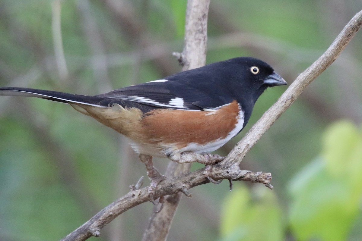 Eastern Towhee (White-eyed) - ML545054881