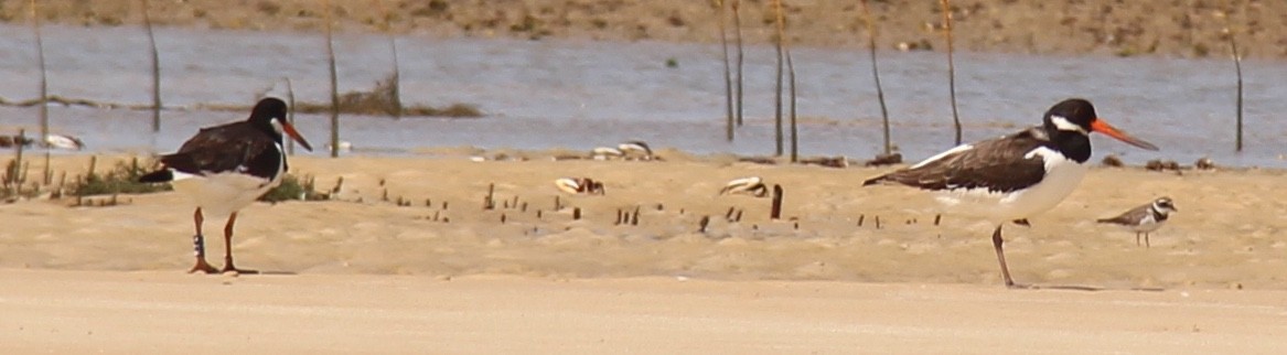 Eurasian Oystercatcher - ML54505511