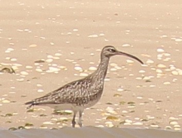 Whimbrel - ML54505531