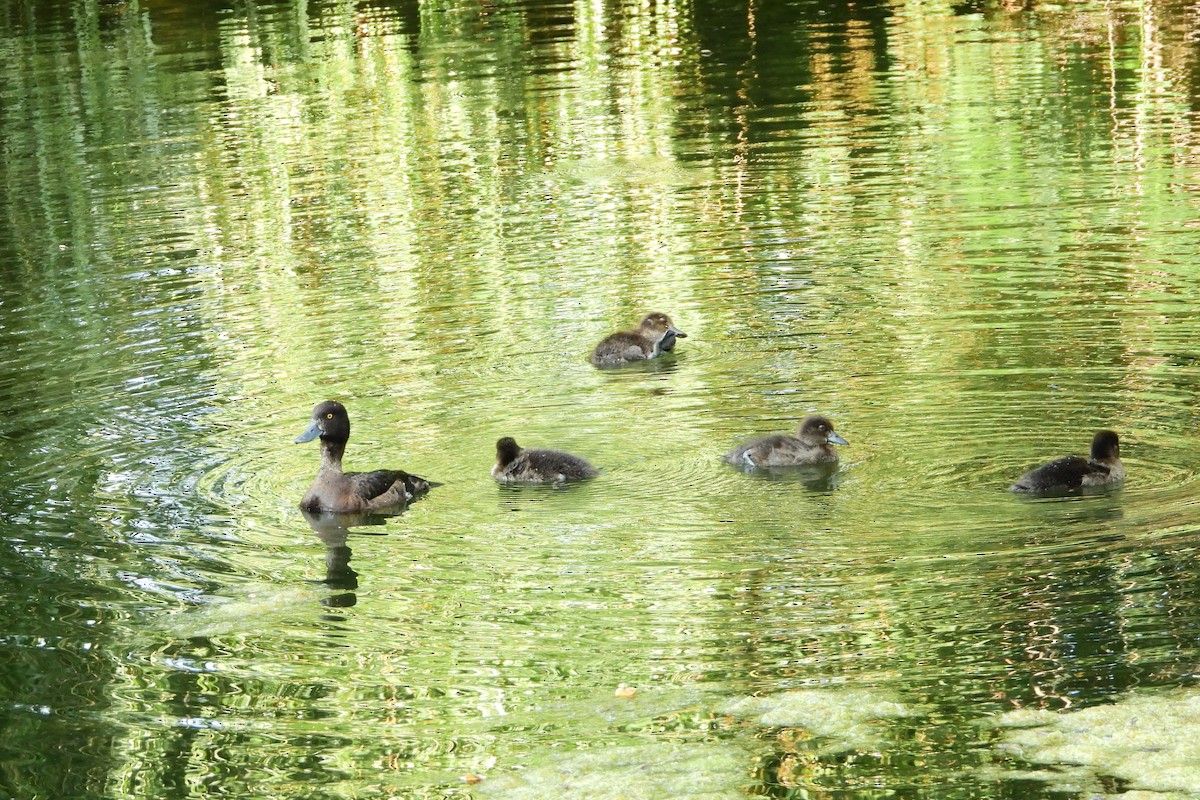 Tufted Duck - ML545055791