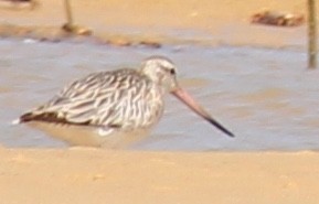 Bar-tailed Godwit - ML54505581