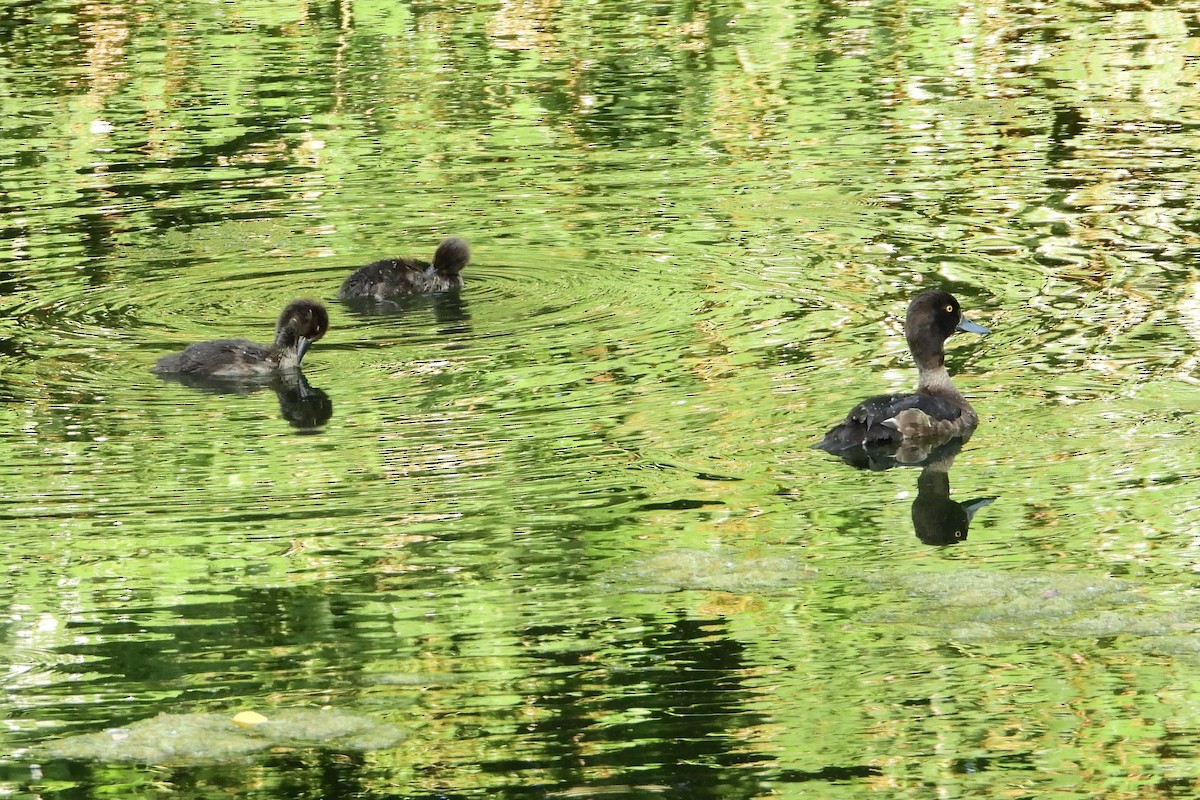 Tufted Duck - ML545055861
