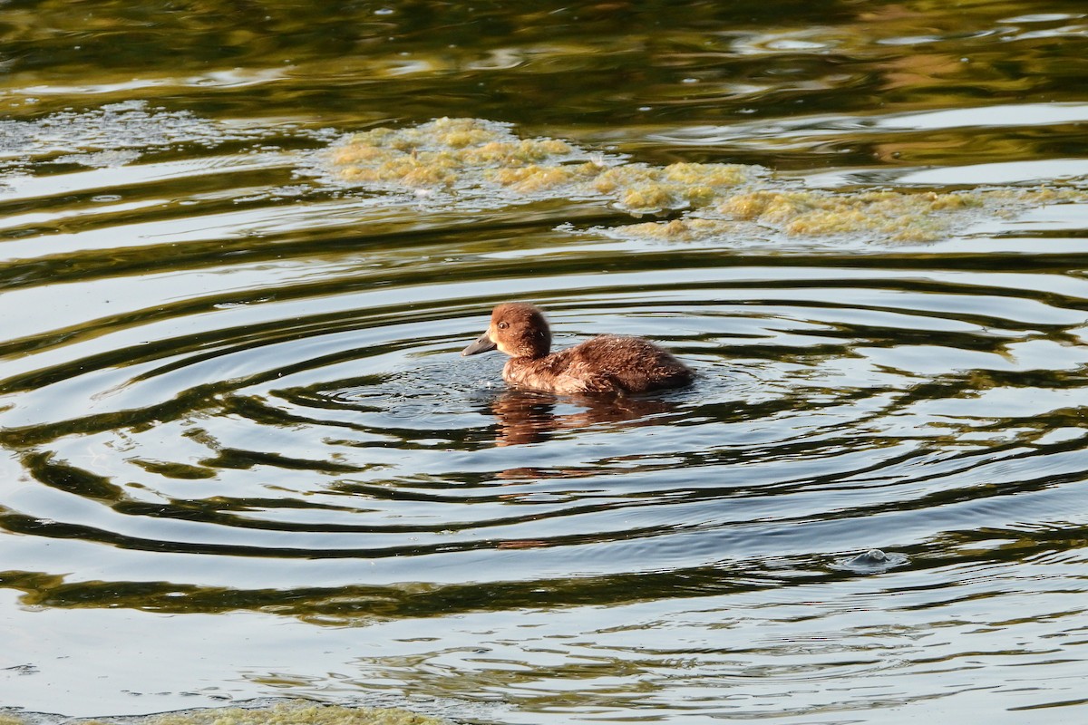 Tufted Duck - ML545056011