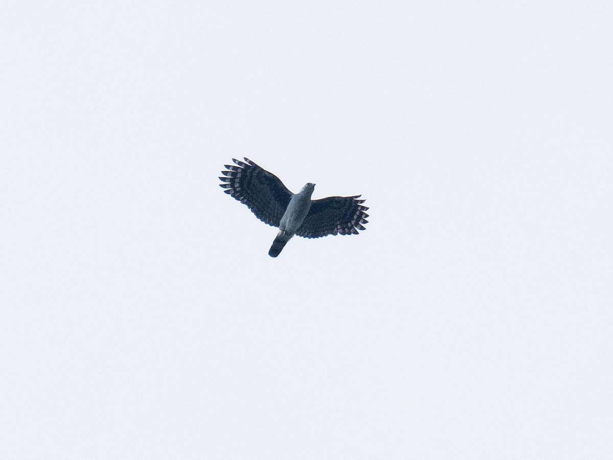 Gray-headed Kite - Chris Fischer