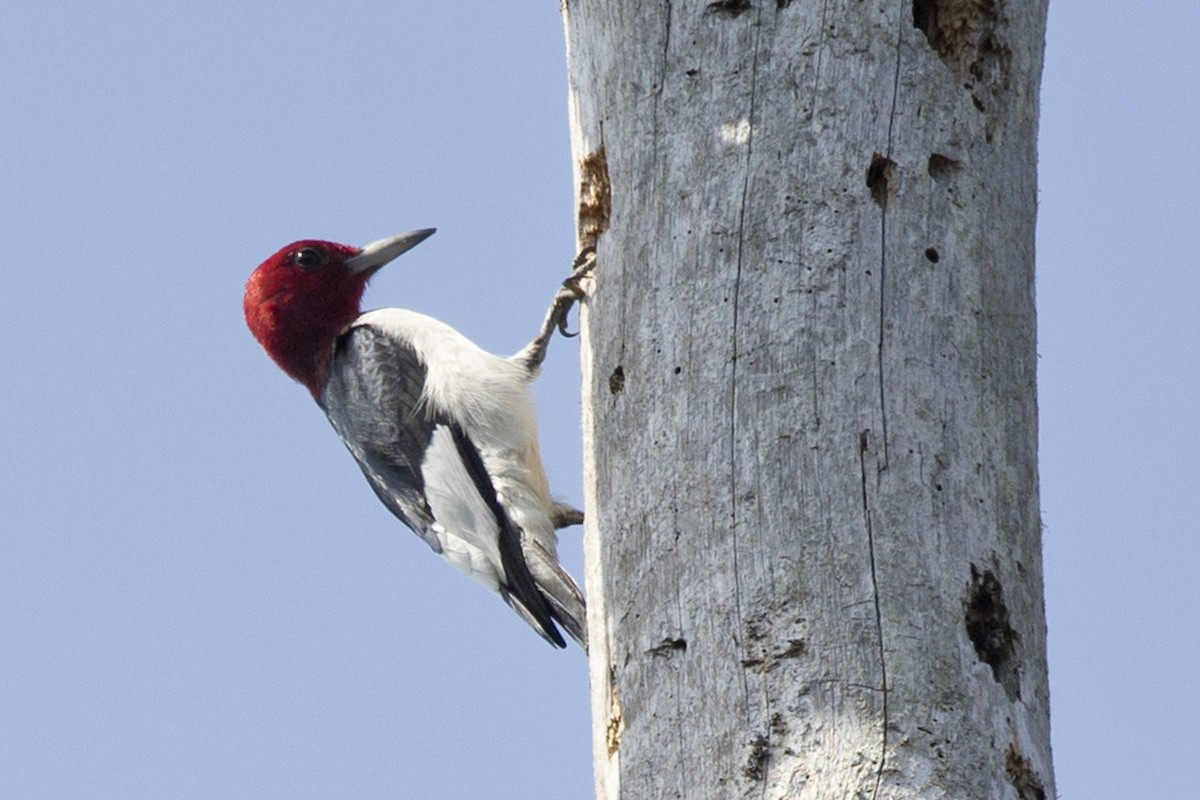 Red-headed Woodpecker - ML545056401