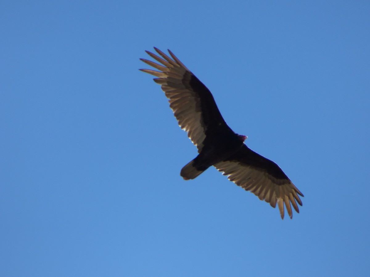 Turkey Vulture - ML54505671