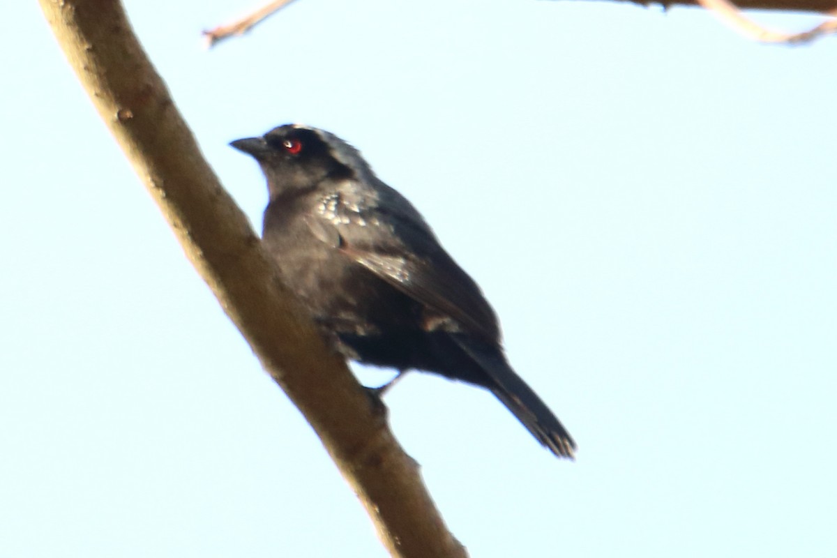 Gray-headed Nigrita - Victor Ikawa