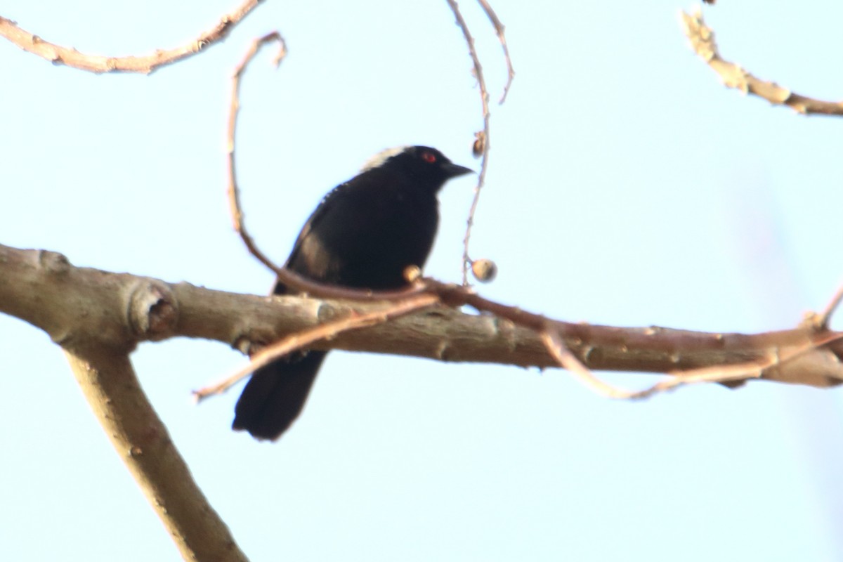 Gray-headed Nigrita - ML545057491