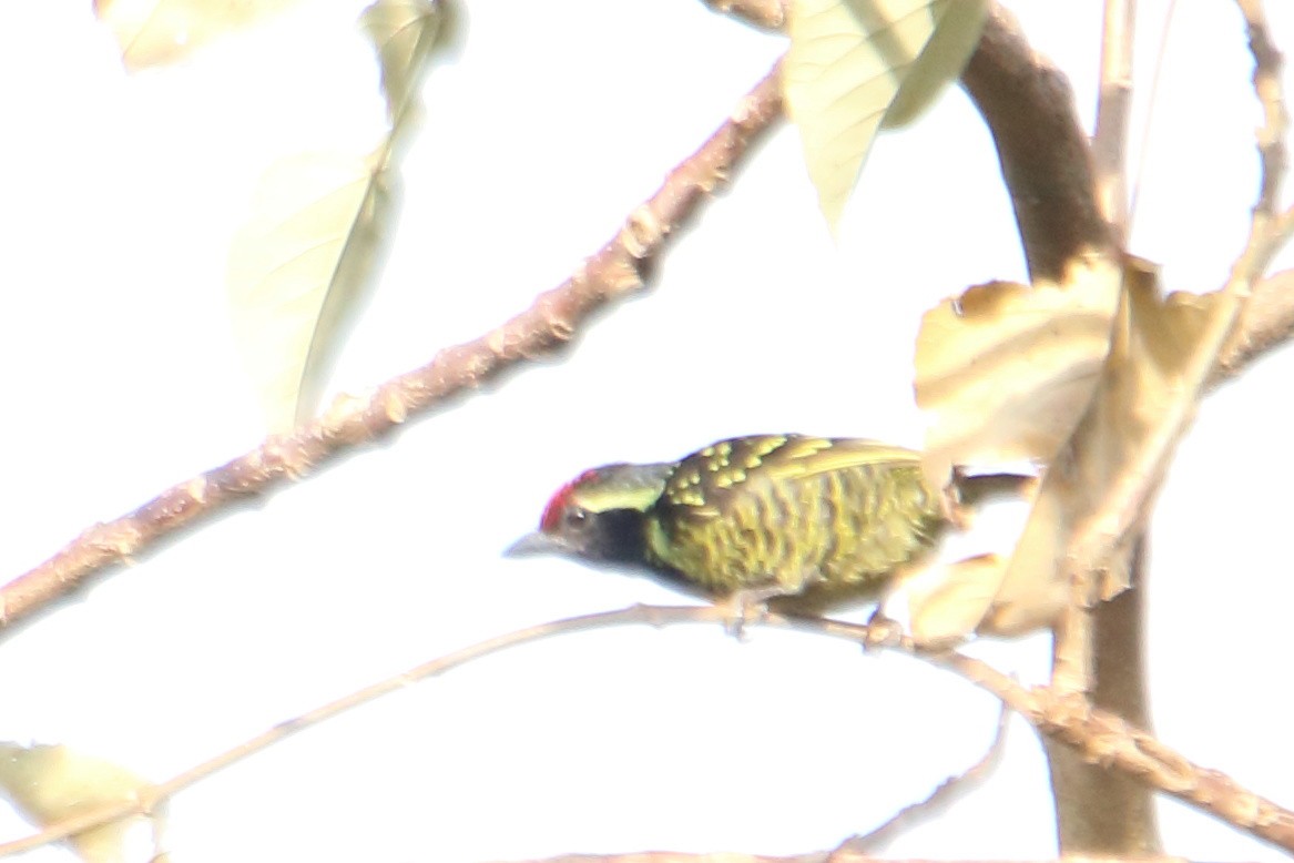 Yellow-spotted Barbet - ML545058551