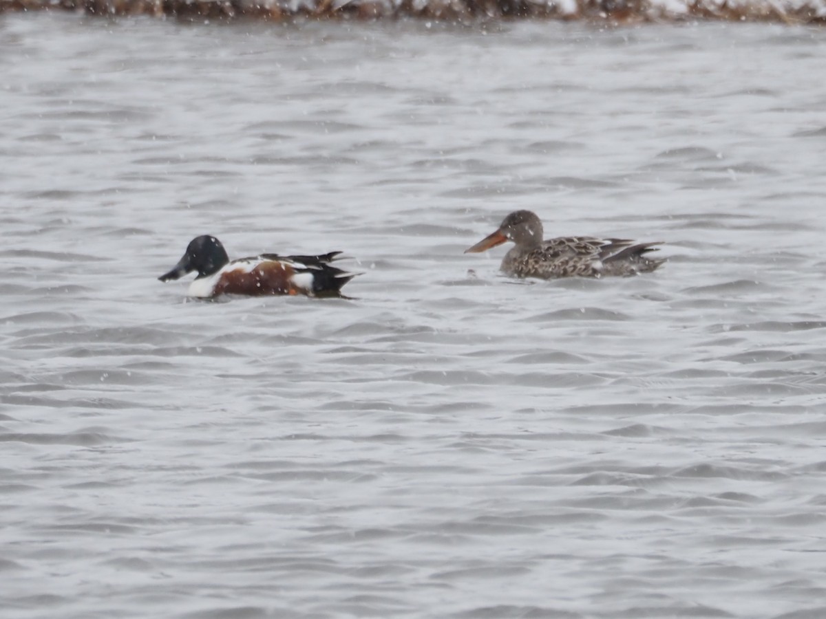 Northern Shoveler - ML545059131