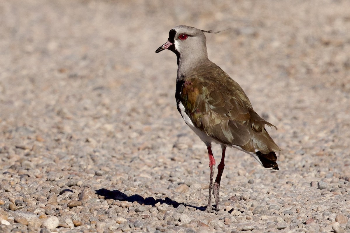 Southern Lapwing - ML545059161