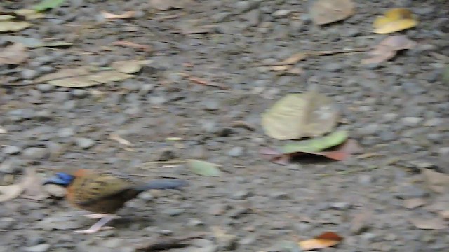 Ocellated Antbird - ML545059261