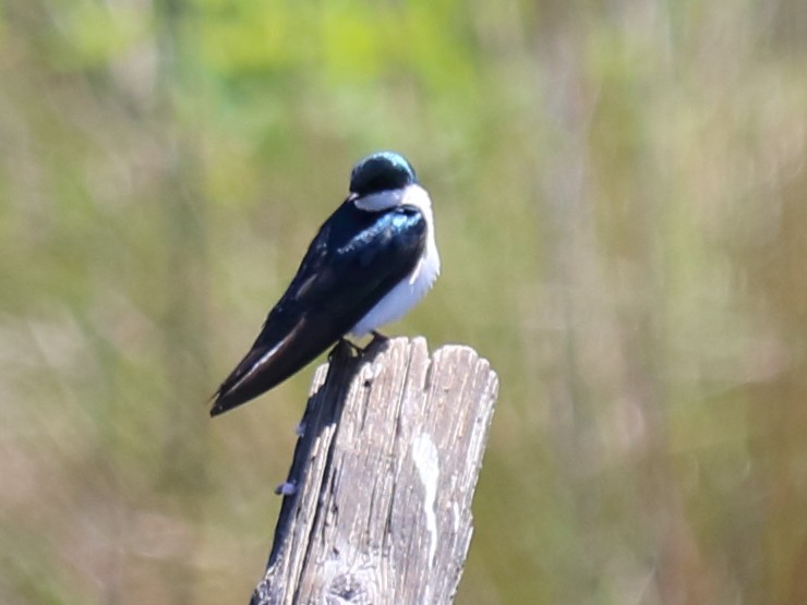 Tree Swallow - ML54505951