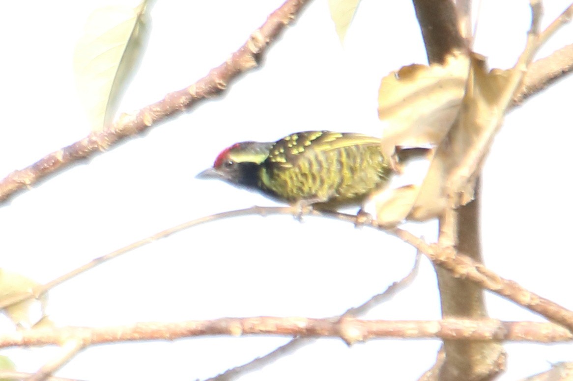 Yellow-spotted Barbet - ML545059521