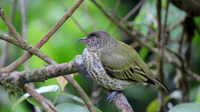 Sharpbill - ML545060211