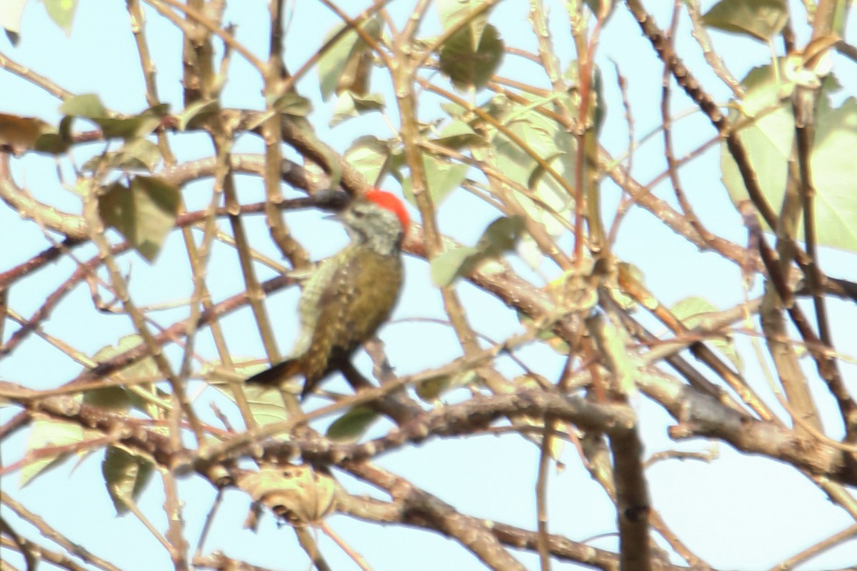 Cardinal Woodpecker - ML545060461