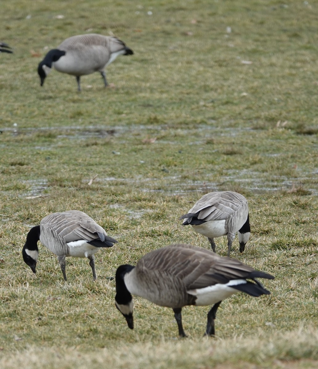 Cackling Goose - ML545061271