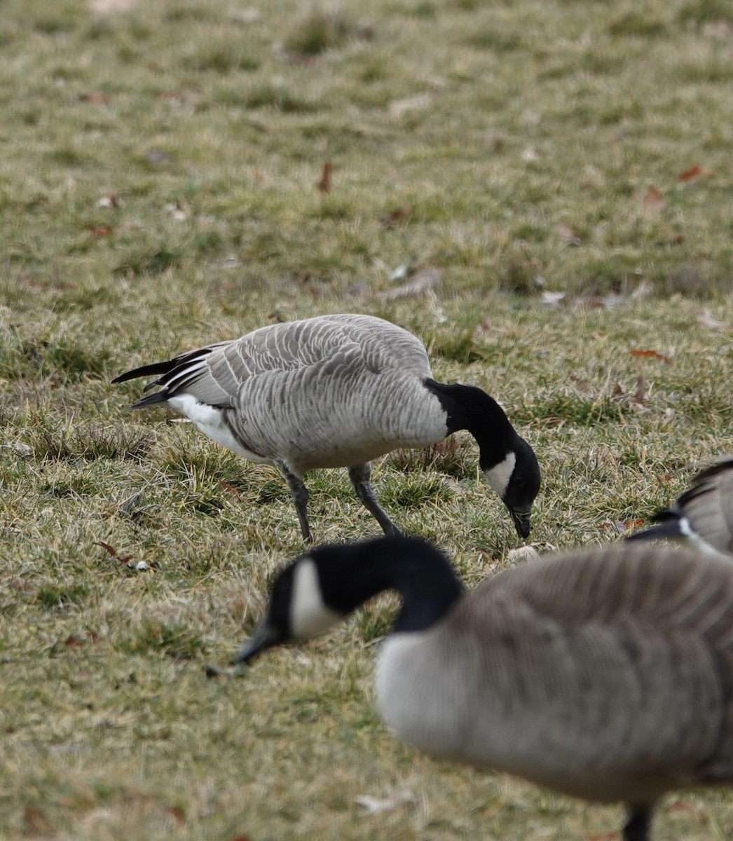 Cackling Goose - deidre asbjorn