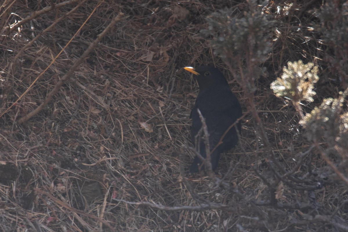 Tibetan Blackbird - Samyam Rumba