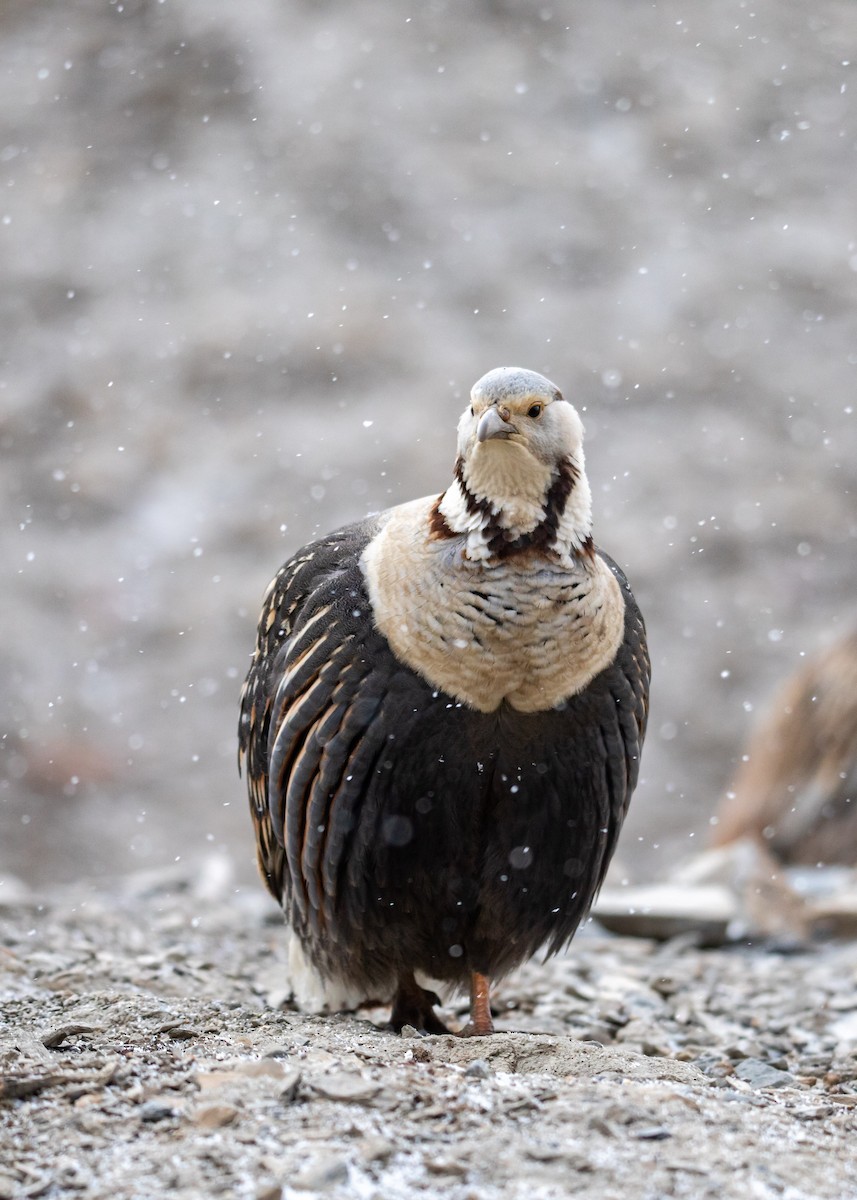 Himalayan Snowcock - ML545063301