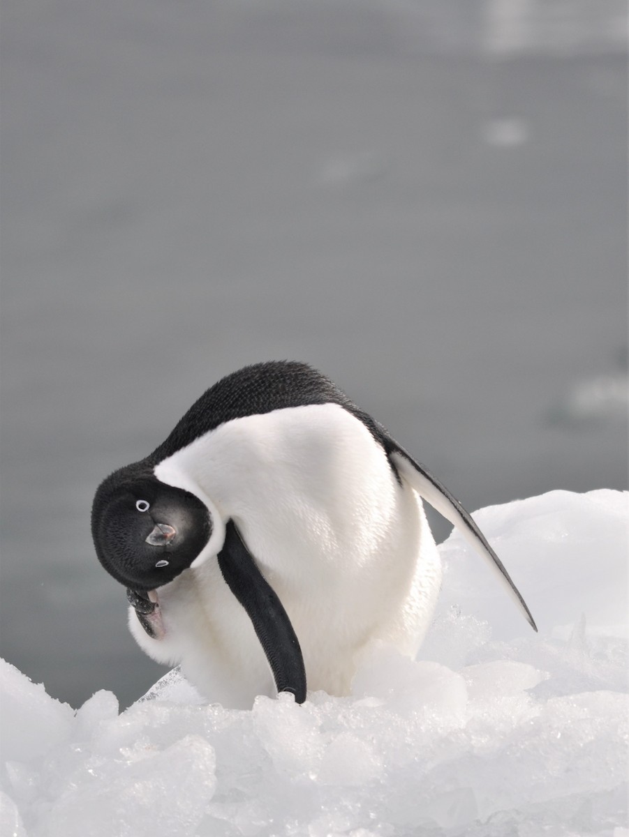 Adelie Penguin - ML545063311