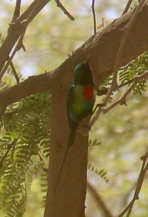 Beautiful Sunbird - ML54506431