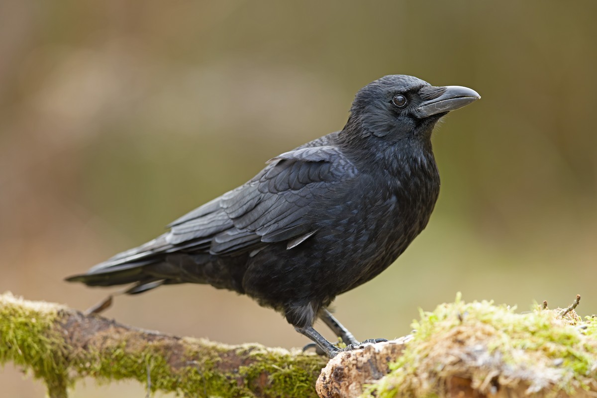 Carrion Crow - ML545064691