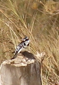 Pied Kingfisher - ML54506541